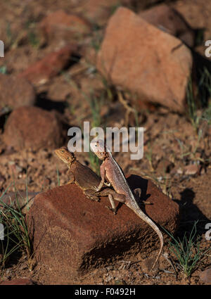 Die gemeinsame Agama, Rothaarige, oder Rainbow rock Agama agama, eine Art Echse aus der Familie Agamidae, Namibia, Afrika Stockfoto