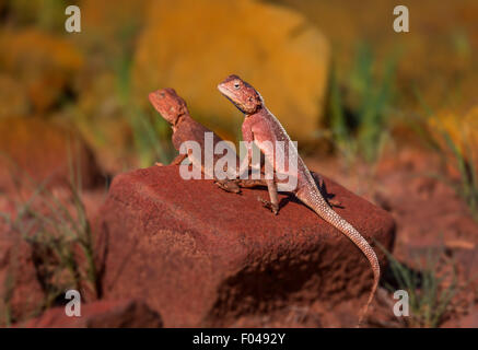 Die gemeinsame Agama, Rothaarige, oder Rainbow rock Agama agama, eine Art Echse aus der Familie Agamidae, Namibia, Afrika Stockfoto