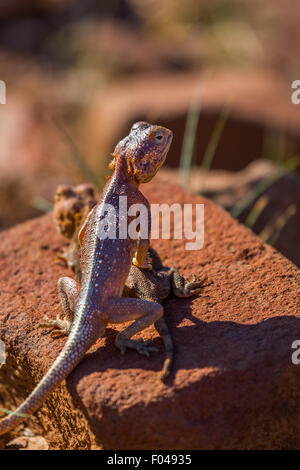 Die gemeinsame Agama, Rothaarige, oder Rainbow rock Agama agama, eine Art Echse aus der Familie Agamidae, Namibia, Afrika Stockfoto