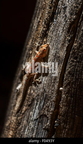 Die gemeinsame Agama, Rothaarige, oder Rainbow rock Agama agama, eine Art Echse aus der Familie Agamidae, Namibia, Afrika Stockfoto