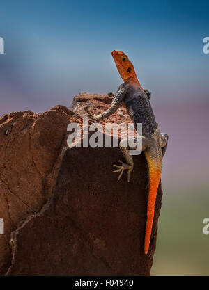 Die gemeinsame Agama, Rothaarige Rock Agama oder Regenbogen Agama, eine Art Eidechse aus der Agamidae Familie, Namibia, Afrika Stockfoto