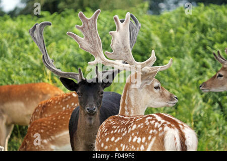 Bushy Park, SW-London, UK. 6. August 2015. UK-Wetter: Alert junge Hirsche in Bushy Park. Bildnachweis: Julia Gavin UK/Alamy Live-Nachrichten Stockfoto