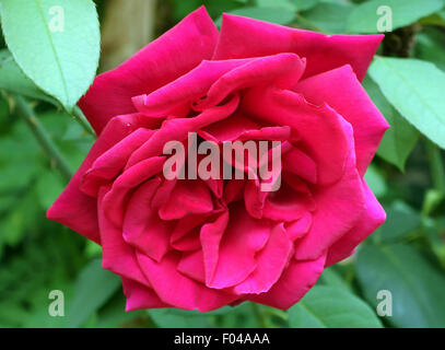 Rote Rose im französischen Garten Stockfoto