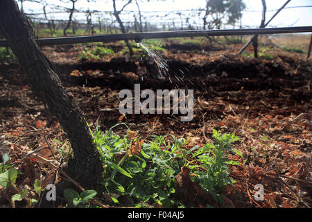 Nasik, Maharashtra, Indien. 27. April 2013. 27. April 2013: Nasik, Indien. An einem Weinberg Landarbeiter bei der Arbeit. Die meisten Weinberge in Nasik verwenden Tropfbewässerung, die Trauben Pflanzen Wasser. Der westliche indische Stadt Nashik gilt als "Wein Hauptstadt Indiens". Der insgesamt 79 Weingüter des Landes hat Nashik allein 34. Die berühmten Weingüter in Nasik gehören Sula, Chateau Dori, Zampa, York & N.D. Weine. © Subhash Sharma/ZUMA Draht/Alamy Live-Nachrichten Stockfoto