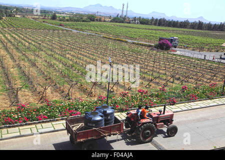 Nasik, Maharashtra, Indien. 26. April 2013. 26. April 2013: Nasik, Indien. Blick auf die Weinberge von Sula in Nasik.Sula Weinbergen ist Indiens beliebteste Weingut. Aus bescheidenen Anfängen im Jahr 1999 entwickelte Sula Weinberge zu einer Welt-Klasse-Weingut mit einem Marktanteil von mehr als 70 % in Indien. Der westliche indische Stadt Nashik gilt als "Wein Hauptstadt Indiens". Der insgesamt 79 Weingüter des Landes hat Nashik allein 34. Die berühmten Weingüter in Nasik gehören Sula, Chateau Dori, Zampa, York & N.D. Weine. © Subhash Sharma/ZUMA Draht/Alamy Live-Nachrichten Stockfoto