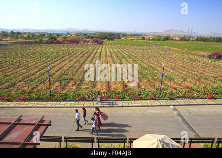 Nasik, Maharashtra, Indien. 26. April 2013. 26. April 2013: Nasik, Indien. Blick auf die Weinberge von Sula in Nasik.Sula Weinbergen ist Indiens beliebteste Weingut. Aus bescheidenen Anfängen im Jahr 1999 entwickelte Sula Weinberge zu einer Welt-Klasse-Weingut mit einem Marktanteil von mehr als 70 % in Indien. Der westliche indische Stadt Nashik gilt als "Wein Hauptstadt Indiens". Der insgesamt 79 Weingüter des Landes hat Nashik allein 34. Die berühmten Weingüter in Nasik gehören Sula, Chateau Dori, Zampa, York & N.D. Weine. © Subhash Sharma/ZUMA Draht/Alamy Live-Nachrichten Stockfoto