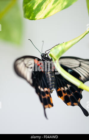 Papilio Polytes Butterfly 'Gemeinsame Mormone' ruht auf einem Blatt im Natural History Museum, London England Stockfoto