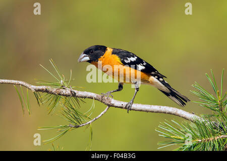 Black-headed Kernbeißer Pheucticus Melanocephalus Santa Rita Mountains, Santa Cruz County, Arizona, Vereinigte Staaten 15 können Erwachsene Stockfoto