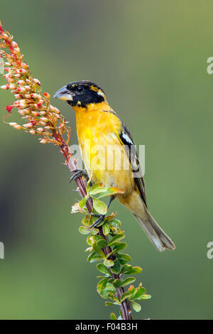 Black-headed Kernbeißer Pheucticus Melanocephalus Santa Rita Mountains, Santa Cruz County, Arizona, Vereinigte Staaten 15 können Erwachsene Stockfoto