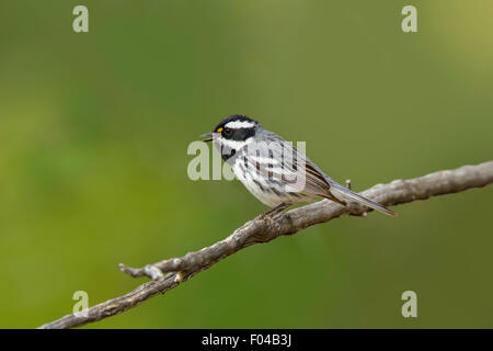 Black-throated Gray Warbler Dendroica hier Santa Rita Mountains, Arizona, Vereinigte Staaten 15 kann erwachsenen männlichen Parul Stockfoto