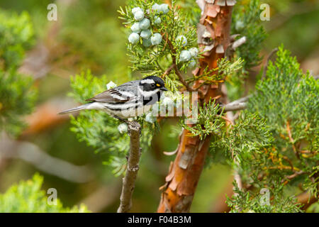 Black-throated Gray Warbler Dendroica hier Santa Rita Mountains, Arizona, USA 16 kann erwachsenen männlichen Parul Stockfoto