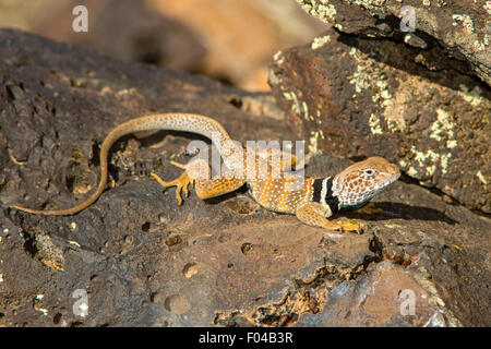 Great Basin Collared Eidechse Crotaphytus Bicinctores Snow Canyon State Park, Utah, USA 30 Juni erwachsenen männlichen Stockfoto