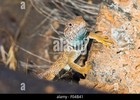 Great Basin Collared Eidechse Crotaphytus Bicinctores Snow Canyon State Park, Utah, USA 30 Juni erwachsenen männlichen Stockfoto