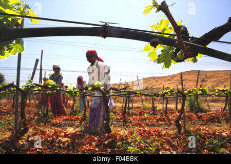 Nasik, Maharashtra, Indien. 27. April 2013. 27. April 2013: Nasik, Indien. An einem Weinberg Landarbeiter bei der Arbeit. Die meisten Weinberge in Nasik verwenden Tropfbewässerung, die Trauben Pflanzen Wasser. Der westliche indische Stadt Nashik gilt als "Wein Hauptstadt Indiens". Der insgesamt 79 Weingüter des Landes hat Nashik allein 34. Die berühmten Weingüter in Nasik gehören Sula, Chateau Dori, Zampa, York & N.D. Weine. © Subhash Sharma/ZUMA Draht/Alamy Live-Nachrichten Stockfoto