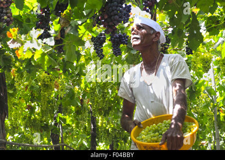 Nasik, Maharashtra, Indien. 27. April 2013. 27. April 2013: Nasik, Indien. Auf einem Weingut, die Traube Landwirt zupft Trauben am Nasik.The westlichen indischen Stadt Nashik gilt als "Wein Hauptstadt Indiens". Der insgesamt 79 Weingüter des Landes hat Nashik allein 34. Die berühmten Weingüter in Nasik gehören Sula, Chateau Dori, Zampa, York & N.D. Weine. © Subhash Sharma/ZUMA Draht/Alamy Live-Nachrichten Stockfoto