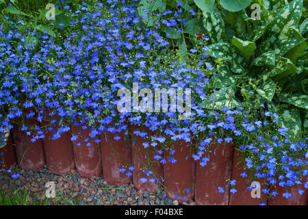 Blaue Lobelie Blumen wachsen in das Beet mit anderen Blumen und Pflanzen Stockfoto