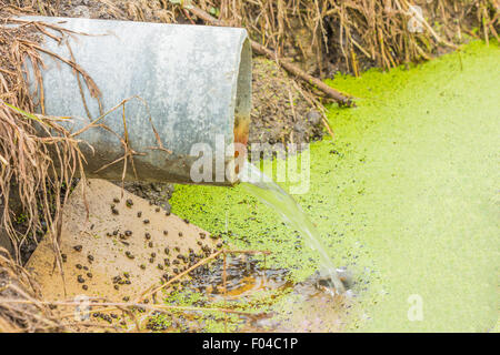Abwasser läuft langsam aus einer konkreten Pipeline direkt auf einem natürlichen Teich mit grünen Rasen auf der Bank und hellgrün kleine Stockfoto