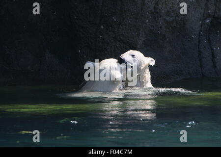 Zwei jungen der resoluten Eisbär (Ursus Maritimus, ein Männchen und ein Weibchen) spielen und gegeneinander kämpfen im Wasser (Serie) Stockfoto