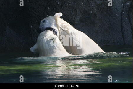 Zwei jungen der resoluten Eisbär (Ursus Maritimus, ein Männchen und ein Weibchen) spielen und gegeneinander kämpfen im Wasser Stockfoto