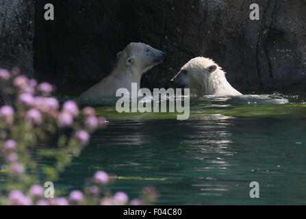 Zwei jungen der resoluten Eisbär (Ursus Maritimus, ein Männchen und ein Weibchen) spielen und gegeneinander kämpfen im Wasser Stockfoto