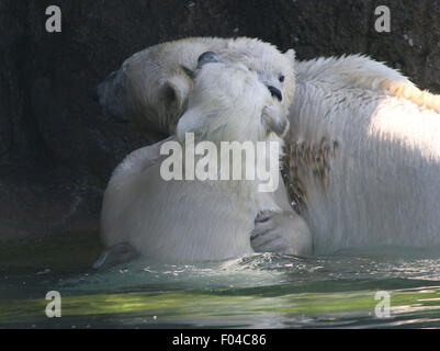 Zwei jungen der resoluten Eisbär (Ursus Maritimus, ein Männchen und ein Weibchen) spielen & gegeneinander kämpfen im Wasser, die Mutter im Hintergrund Stockfoto