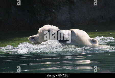 Zwei jungen der resoluten Eisbär (Ursus Maritimus, ein Männchen und ein Weibchen) spielen und gegeneinander kämpfen im Wasser Stockfoto