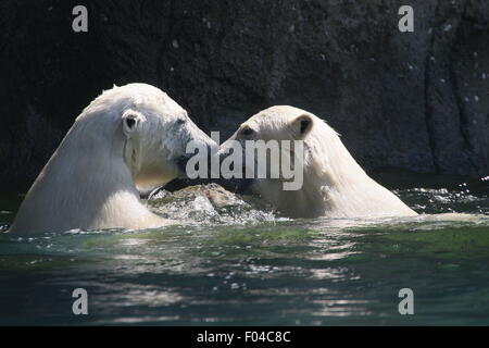 Zwei jungen der resoluten Eisbär (Ursus Maritimus, ein Männchen und ein Weibchen) spielen und gegeneinander kämpfen im Wasser Stockfoto