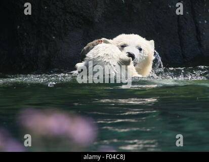 Zwei jungen der resoluten Eisbär (Ursus Maritimus, ein Männchen und ein Weibchen) spielen und gegeneinander kämpfen im Wasser Stockfoto