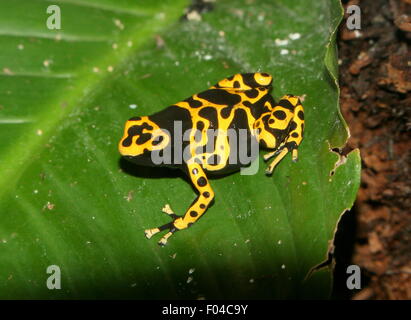 South American gelb gebändert oder gelb fuhren Pfeilgiftfrosch (Dendrobates Leucomelas), alias Bumblebee poison frog Stockfoto