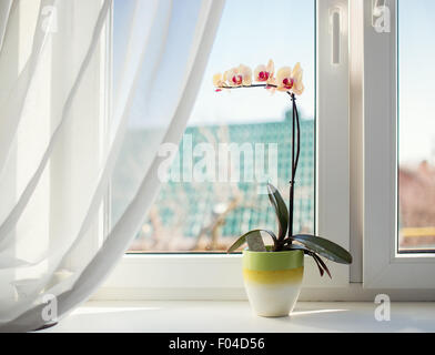 Orchideen im Topf auf einer sonnigen Fensterbank Stockfoto