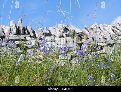 Glockenblumen wachsen vor einer Trockensteinmauer entlang der High Peak Trail in Derbyshire, England, UK Stockfoto