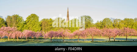 Kirschbäume auf die streunenden in Harrogate, North Yorkshire. Stockfoto