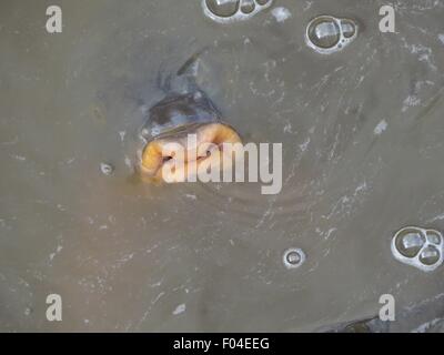 Karpfen-Lippen im Fluss Stockfoto