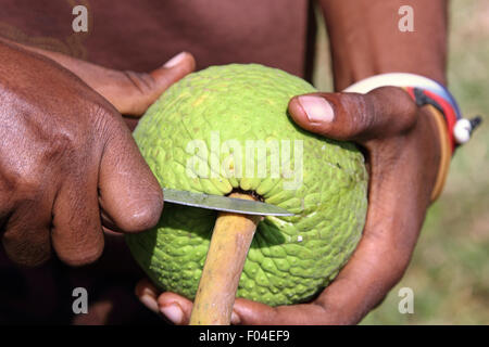 Ein Mann ist eine Brotfrucht Frucht mit einem Messer öffnen. Closeup auf die Hände und die Frucht Stockfoto