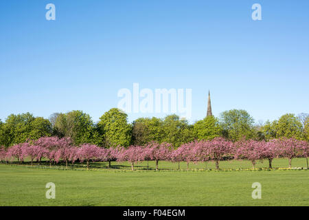 Kirschbäume auf die streunenden in Harrogate, North Yorkshire. Stockfoto