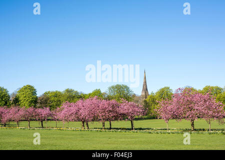 Kirschbäume auf die streunenden in Harrogate, North Yorkshire. Stockfoto