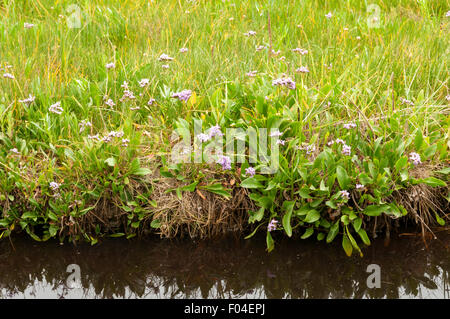 Lavendel, Limonium vulgare, wächst an einem Bach in Stiffkey Marshes, Norfolk. Stockfoto