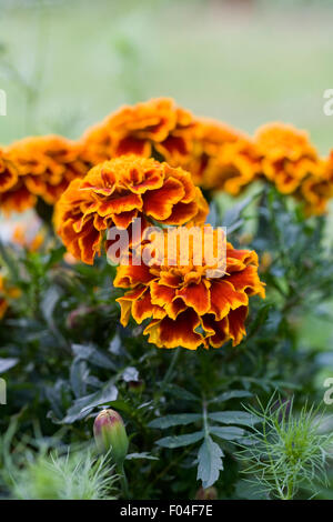 Tagetes Patula. Französische Ringelblumen im Garten wächst. Stockfoto