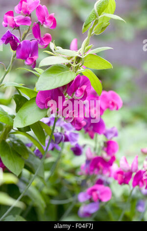 Lathyrus Latifolius. Breitblättrigen ewige Erbse durch Geißblatt wächst. Stockfoto