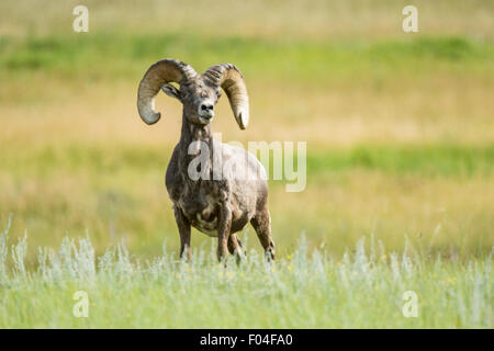 Eine männliche Bighorn Schafe Ram steht in einer Bergwiese im Rocky Mountain National Park in Estes Park, Colorado. Stockfoto