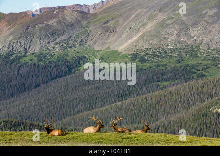 Eine Herde von North American Elk an einem Berghang in Rocky Mountain Nationalpark in Estes Park, Colorado. Stockfoto