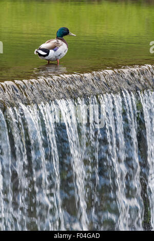 Männliche Stockente Ente am Fluss Skell an Studley Royal-Wasser-Garten in der Nähe von Ripon, Nordyorkshire. Stockfoto