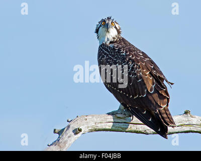 Juvenile Fischadler sitzt im Baum Blick in die Kamera Stockfoto