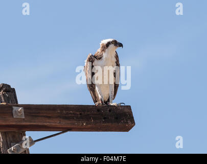 Männliche Fischadler Vogel, Pandion Haliaetus, sitzt auf einem Ast über einen blauen Himmel im Frühjahr Stockfoto