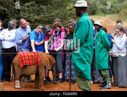 Nairobi, Kenia. 6. August 2015. Besucher spielen mit einem verwaisten Elefanten Cub Trinkmilch das Elefantenwaisenhaus in einem Vorort von Nairobi, Kenia, 6. August 2015. Ein Elefanten-Waisenhaus gegründet von David Sheldrick Wildlife Trust befindet sich im Vorort von Nairobi, Kenia. Hier leben insgesamt rund 30 Baby-Elefanten von Elfenbein Wilderer oder Naturkatastrophen verwaist. Sie erhalten sehr spezialisierten Behandlung von sehr engagierten Mitarbeitern. Mit der Zeit sind sie drei, werden sie in die freie Wildbahn freigelassen werden. Bildnachweis: Xinhua/Alamy Live-Nachrichten Stockfoto