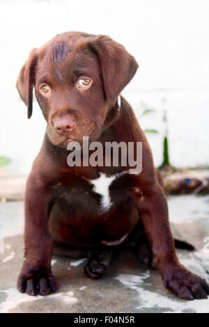 Chocolate Labrador Retriever Welpen sitzen auf konkrete gerichtete Kamera mit Blickkontakt Stockfoto