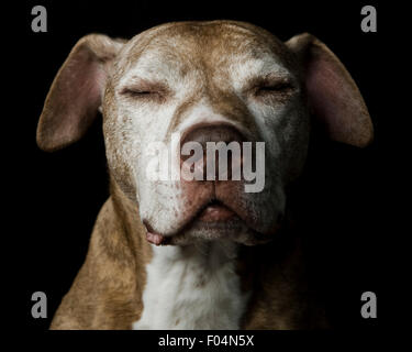 Meditative Art Studio nahe Porträt eines älteren Hundes auf schwarz Stockfoto