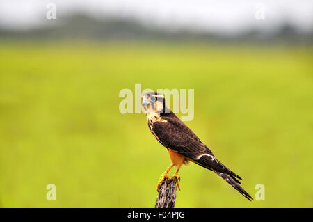 Schöne Aplomado Falken (Falco Femoralis) thront auf einem Zaunpfahl Stockfoto