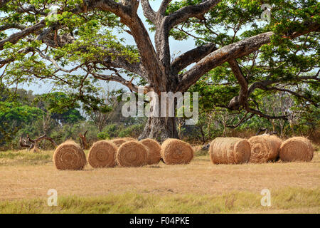 Heuballen unter einem großen Baum in einem Feld-Hof Stockfoto