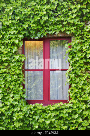 Aufnahme eines Fensters umgeben mit grünen Blättern einer Schlingpflanze Rebe Pflanze hautnah Stockfoto